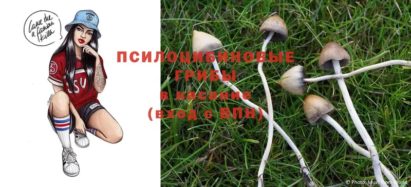 купить наркоту  Полярные Зори  mega онион  Галлюциногенные грибы Psilocybine cubensis 